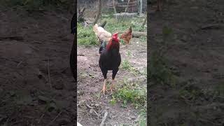 🐓ஒனர் பொண்டாட்டி சோறு போடு டி😂😂😂😂 #funny_chicken #kozhi_koothugal