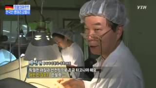 한국인 병아리 감별사 '인기' / YTN