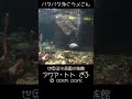 バタバタ泳ぐカメさん｜世界淡水魚園水族館 アクア・トト ぎふ オアシスパーク 各務原 岐阜 川島ハイウェイオアシス shorts