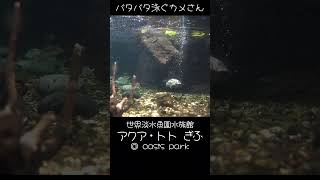 バタバタ泳ぐカメさん｜世界淡水魚園水族館 アクア・トト ぎふ オアシスパーク 各務原 岐阜 川島ハイウェイオアシス #shorts