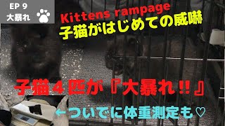 元野良猫が出産した子猫４匹が大暴れ♡【The kittens whose protected cats gave birth are rampant】