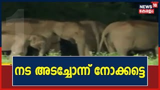 നട അടച്ചോന്ന് നോക്കട്ടെ; ശബരിമല പരിസരത്ത് കൂട്ടമായെത്തി കാട്ടാനകൾ | 3rd December 2021