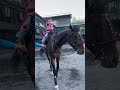 骑上宝马跳起舞 做一个快乐的女孩 😘❤️ horseriding horsevideo horseride horserider horses horse funnyvideo