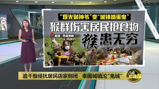 泰国小镇猴群泛滥沦“鬼城”   当局靠这招解放“躲笼里”居民 | 八点最热报 15/04/2024