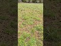 clover food plot hunting wildlife purewhitetail foodplot clover spring