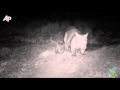 Raw Video: First Steps of Baby Wombat