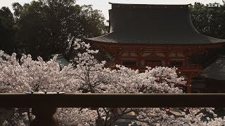 近江神宮　桜2019　滋賀県大津市神宮町