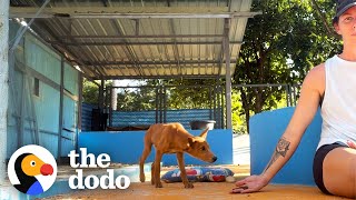 Scared Puppies Took Months To Trust Their Rescuers | The Dodo