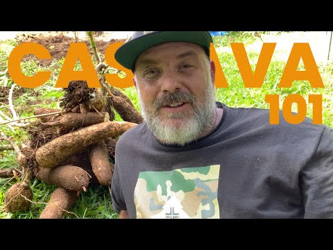 How do you grow tapioca root?