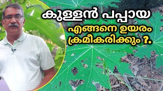 പപ്പായുടെ വളർച്ച എങ്ങനെ ക്രമീകരിക്കാം? | Dwarf variety of Papaya | Krishi Tips in Malayalam | QA 22