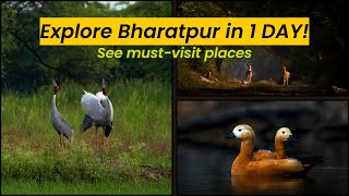 Bharatpur Bird Sanctuary: How to Spend the Perfect Day Exploring!