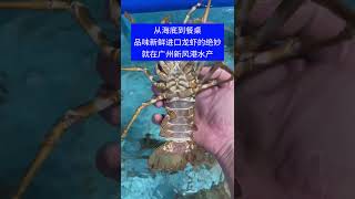 从海底到餐桌，品味新鲜进口龙虾的绝妙就在广州新风港水产 #海鲜美食  #野生海鲜 #海鲜 #seafood #foodlovers #foodies