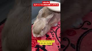 ブラッシングでナデナデぷくぷくうさぎ #rabbit