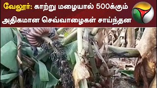 வேலூர்: காற்று மழையால் 500க்கும் அதிகமான செவ்வாழைகள் சாய்ந்தன | Vellore