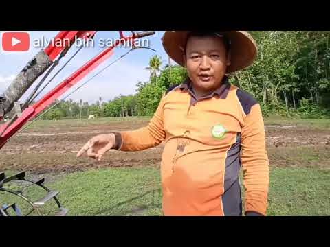 Cara Membajak Sawah Menggunakan Bajak Atau Sawah Yang Benar - YouTube