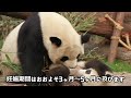 【絶滅危惧種？】ジャイアントパンダの生態