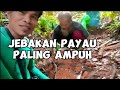 CARA MEMASANG JERAT BINATANG BESAR YANG PALING AMPUH