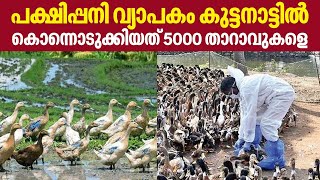 Bird flu | പക്ഷിപ്പനി വ്യാപകം കുട്ടനാട്ടില്‍ കൊന്നൊടുക്കിയത് 5000 താറാവുകളെ | Keralakaumudi