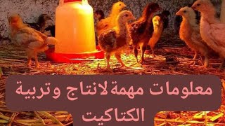 معلومات مهمة لانتاج وتربية #الكتكوت