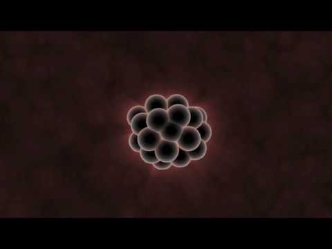What do embryos tell us about evolution?