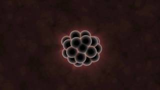 What Can Embryos Tell Us About Evolution?