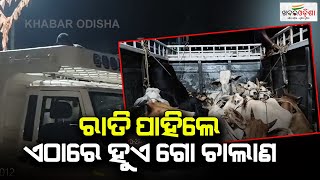 Mayurbhanj: A Hub Of Cattle Smugglers; Police's Silence Raises Query | Khabar Odisha