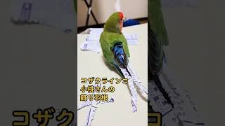 #peachfacedlovebird #癒やし #インコ #小桃とれもん #lovebirds #コザクラインコ #shorts