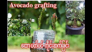 Avocado Grafting ထောပတ်ပင် ကိုင်းဆက်ခြင်း