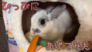 うさぎのぴっぴににんじんをあげてみたよ🥕🐰