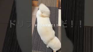 柴犬とサッカー対決