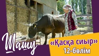 «Шашу». «Қасқа сиыр» 12-бөлім \\ «Шашу». «Каска сиыр» 12-серия HD