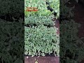 grafted tomato farming ବର୍ଷା ଦିନିଆ ଗ୍ରାଫ୍ଟିଙ୍ଗ୍ ବିଲାତି ଚାଷ କରି ଲାଭବାନ ହୋଇପାରିବେ efarmingodisha