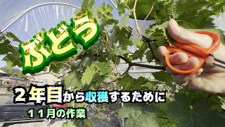 ２年目から収穫する【１１月のぶどうの作業】＃マスカットノワール＃ぶどう＃栽培＃鉢植え＃不織布＃ルートラップ＃剪定