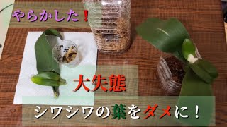 シワシワの葉をダメに❗️大失態です。