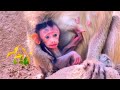 omg.. cutest baby monkey want to play with member but monkey mom not allow