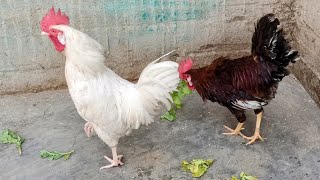 Beautiful 3 Roosters Enjoying and Eating 🐓🐓🐓💕