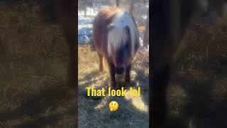 That look 👀 lol #shorts #trending #pony #viral