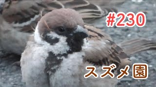 スズメさんの日常#230