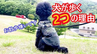 散歩嫌いな犬が歩く時の2つの理由が可愛い過ぎたwエアバギーで山登りしてみた結果…鞍ヶ池公園