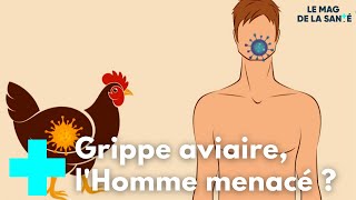 Grippe aviaire : quels risques pour l'homme ? - Le Magazine de la Santé