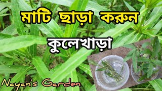 #kulekhara How to grow kulekhara without soil / মাটি ছাড়া খুবই সহজে করুন কুলেখাড়া.. Nayan's Garden.