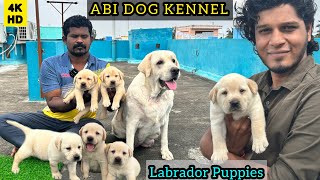 Labrador Puppies | Puppy's For Sale | English Labrador | Imported Line Labrador Retriever #dogtamil