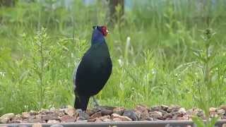 Japanese Pheasant on the Railroad キジ♂（野鳥）が線路を歩行