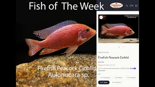 Firefish Peacock Cichlid Aulonocara sp. #Imperialtropicals #firefish #freshwaterfish