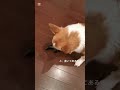 【ツノ】水牛の角をあげてみた　 コーギー コーギー犬 corgi いぬのいる生活