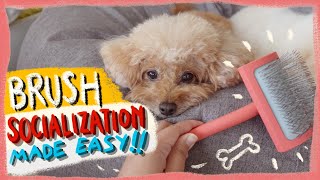 HOW TO SOCIALIZE YOUR DOG TO THE BRUSH- Grooming Tips| The Poodle Mom
