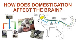 Domestication Syndrome and the brain