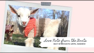 Love Note From the Goats- Day 8