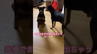 ごはんが欲しくて声が出ちゃうミニピン#shorts #dog