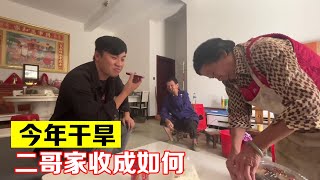 二哥家稻谷收完了，一起看看收成如何！如果不上班今年又麻烦了【海派大龙】